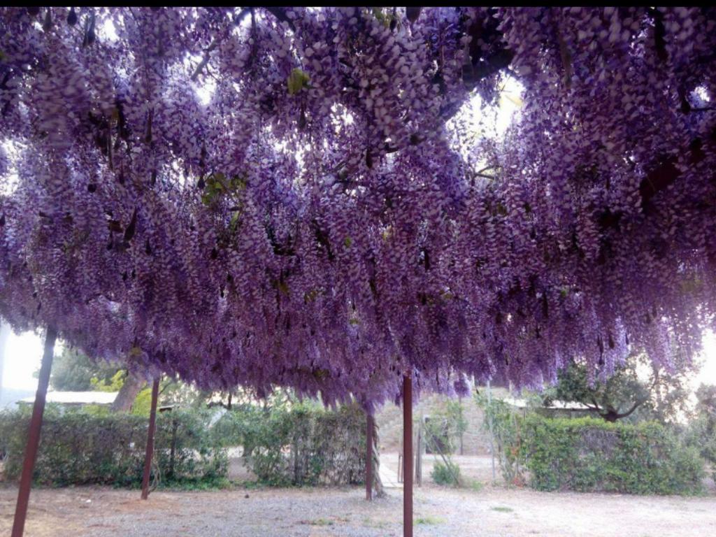 Agriturismo Boschetto Di Montiano Монтияно Экстерьер фото